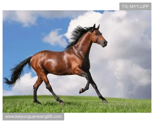 开运网页版带你轻松掌握每日运势提升个人运势的最佳在线平台推荐